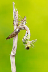 Nacimiento de libélula, Anax imperator, foto 3 de 9