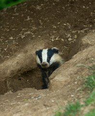 Badger (Scientific or Latin name: Meles Meles) Portrait of an adult, wild badger emerging from a badger sett, facing forward in natural habitat.  Portrait.  Space for copy.  Close up.