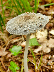 Pleated Inkcap (Parasola plicatilis) sometimes known as the Little Japanese Umbrella,
