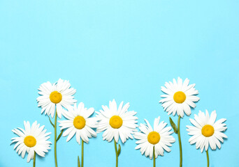 Chamomiles,camomiles,daisy flowers on blue background empty space.Flower field,summer backdrop,floral wallpaper.