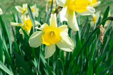 The beautiful Narcissus flower garden. Narcissus flowers. Nature pattern with copy space. Tender floral texture. Yellow flowers.