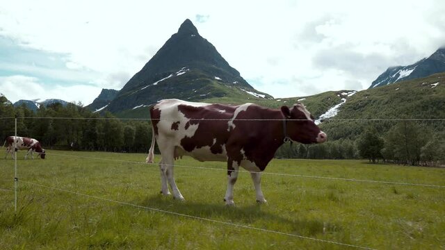 Camera moving to the left by an electrical wired fence with cows on the other side, eating grass surrounded by forest. Beautiful mountain scenery in the background.