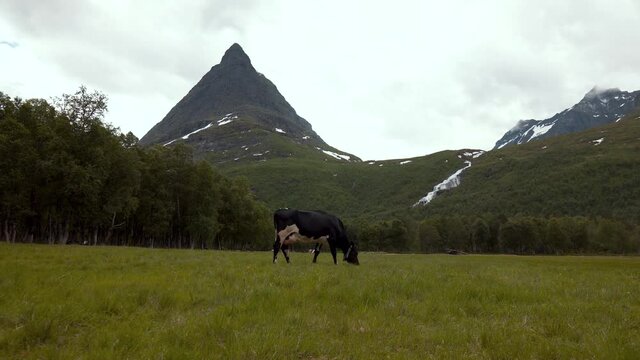 View of a cow standing and eating grass in the middle of a field, surrounded by snowy mountains and forest. Camera slowly coming closer to the cow.