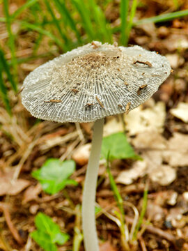 Pleated Inkcap (Parasola plicatilis) sometimes known as the Little Japanese Umbrella,