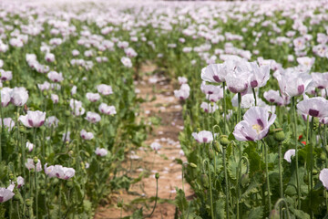 beautiful white poppy field wallpaper, blooming the field