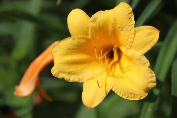 Yellow flower, fine detail