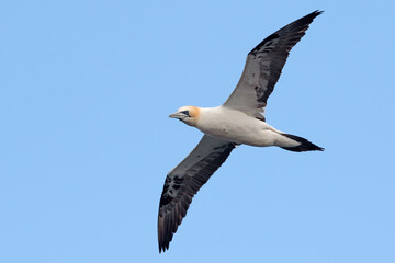 Northern Gannet (Morus bassanus) in flight above the chalk cliffs of Bempton