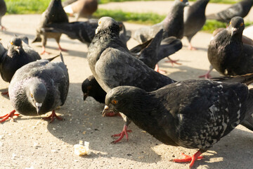 The domestic pigeon (Columba livia domestica) is a pigeon subspecies that was derived from the rock dove (also called the rock pigeon).