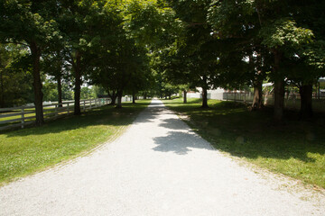 Path through grass and trees