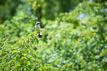 Red-backed shrike (Lanius collurio) male sitting on a branch
