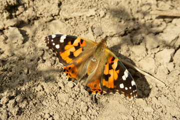Vanessa cardui is a well-known colourful butterfly, known as the painted lady, or formerly in North America as the cosmopolitan. Butterfly on the ground close up shot. 