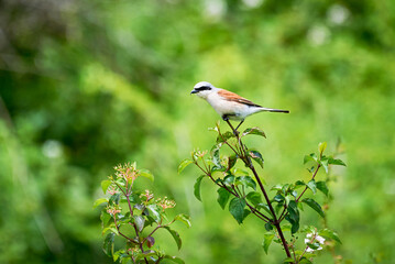 Red-backed shrike (Lanius collurio) male sitting on a branch