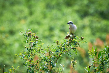 Red-backed shrike (Lanius collurio) male sitting on a branch