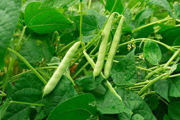 The kidney bean is a variety of the common bean (Phaseolus vulgaris). Green beans plant with fresh...