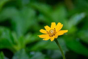 Yellow field marigold flowers  macro in blur background,   Koksathon temple, Udonthani, Thailand.