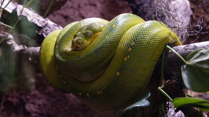 green tree python