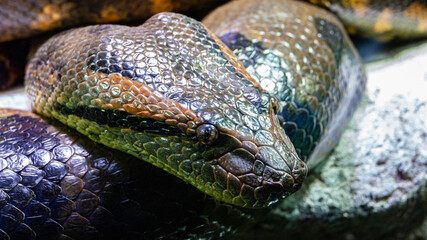 close up of a python