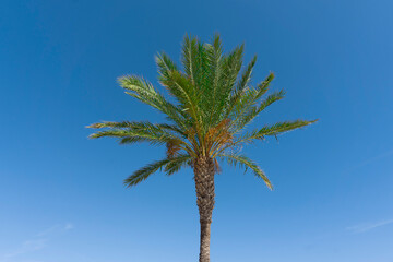Green palm tree on the blue sky background. Minimalism shot. Green palm leaves.