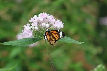 The Angel on a flower
