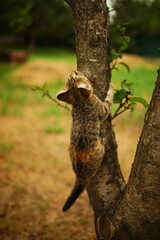 Tabby kitten play on a tree. Portrait of an domestic cat