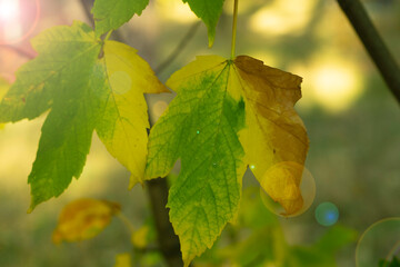Autumn maple leaf. Silver maple leaves close up shot. Fall season texture. Green and yellow leaves. 
