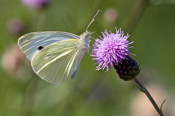 Kleiner Kohlweißling, (pieris rapae)