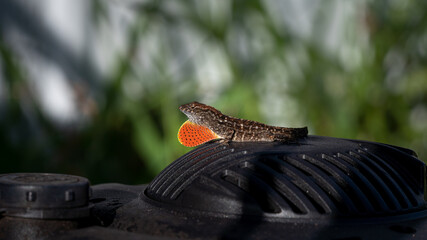 lizard on the ground