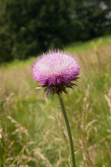 Purple Thistle growing in a field