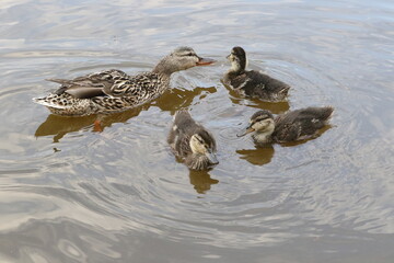 duck and ducklings