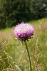 Purple Thistle blooming in a field