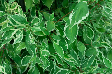 Cornus alba (red-barked, white or Siberian dogwood) is a species of flowering plant in the family Cornaceae. Cornus alba leaves background. 