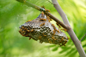 butterfly on branch