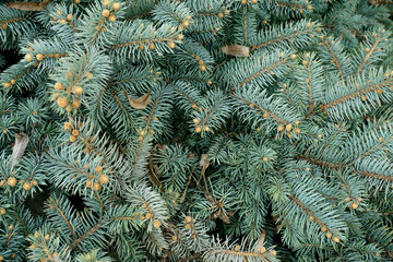 Naklejka na ściany i meble Blue or silver spruce needles texture background. Engelmann spruce pattern. Nature texture of Picea engelmannii or white spruce or mountain spruce branches. 