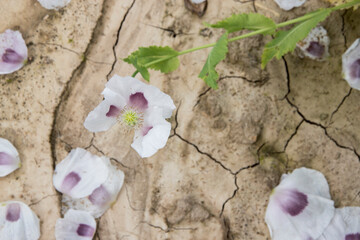 white poppy blooms in a dried field. Poppies in cracked arid soil. Extreme weather and climate changes.