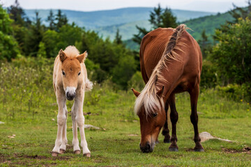 Naklejka na ściany i meble horse and foal in the meadow