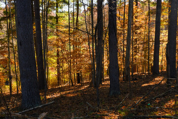 Stunning Colors of Autumn Hidden Deep in the Green Forest