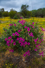 Salmanslaagte Bushman Rock Art Trail, Wildflowers, Clanwilliam, Cederberg Mountains, Western Cape province, South Africa, Africa