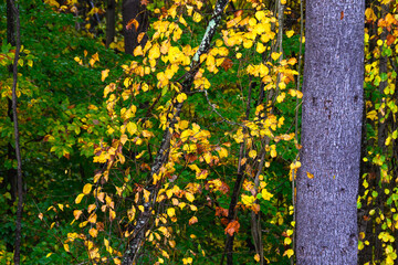 Stunning Colors of Autumn Hidden Deep in the Green Forest