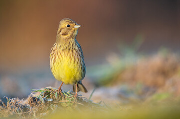 Fototapeta premium Yellow bird 
