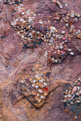 Salmanslaagte Bushman Rock Art Trail, Wildflowers, Clanwilliam, Cederberg Mountains, Western Cape province, South Africa, Africa