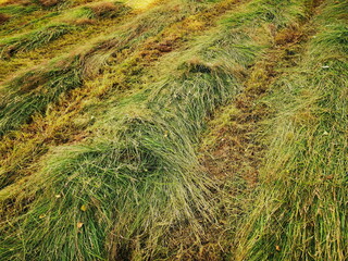 Freshly cut meadow, cut grass for hay.