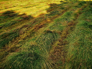 Freshly cut meadow, cut grass for hay.