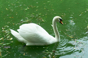 Swans are birds of the family Anatidae within the genus Cygnus. The swans' closest relatives include the geese and ducks. Swans are grouped with the closely related geese in the subfamily Anserinae.