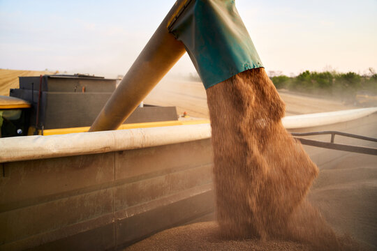 Overloading grain from the combine harvesters into a grain truck in the field. Harvester unloder pouring just harvested wheat into grain box body. Farmers at work. Agriculture harvesting season theme.