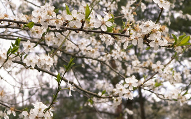 White wild apple tree in bloom.