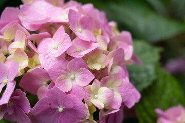 Hydrangea сcommon names hydrangea or hortensia close up shot. Beautiful flower with multi colored petals. Hortensia on the dark green background. Flowers after rain. 