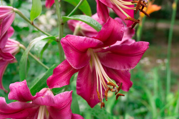 Lilium (members of which are true lilies) is a genus of herbaceous flowering plants growing from bulbs, all with large prominent flowers. Purple lilies. 