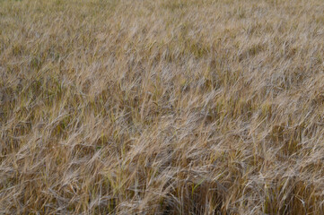 champ de blé pour la boulangerie