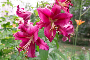 Lilium tigrinum. Liliaceae family. Lilium (members of which are true lilies) is a genus of...