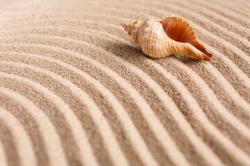 Seashell on the yellow sand on a sunny day. Natural background with place for your text.